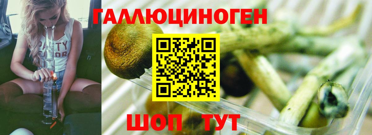 Псилоцибиновые грибы GOLDEN TEACHER Обь